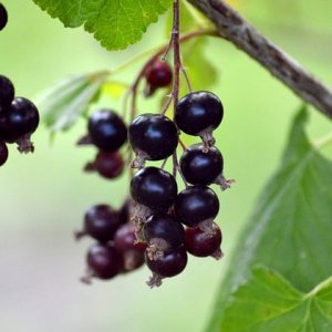 Ríbezľa čierna (Ribes nigrum) ´TISEL´ - výška 80-100cm, skorá, voľnokorenná - STROMČEKOVÁ